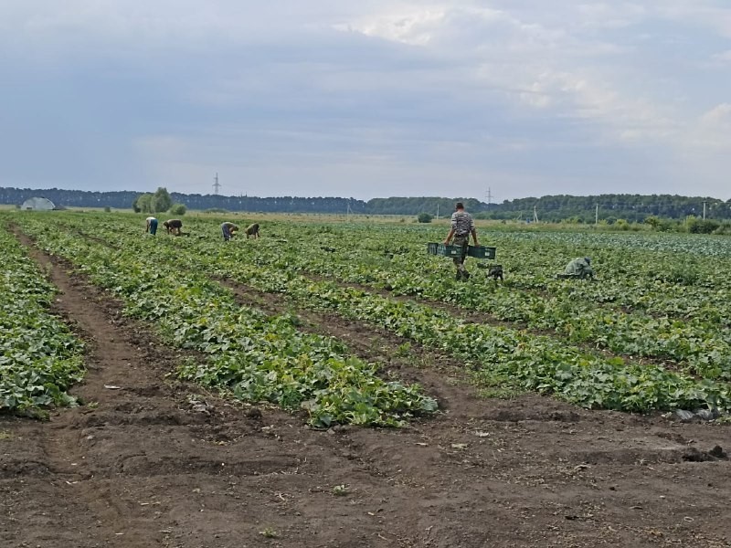 Овощеводы Белгородского района начали уборку урожая.