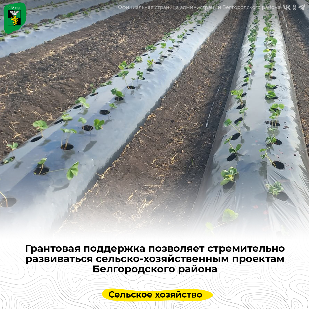 Грантовая поддержка позволяет стремительно развиваться сельско-хозяйственным проектам Белгородского района.