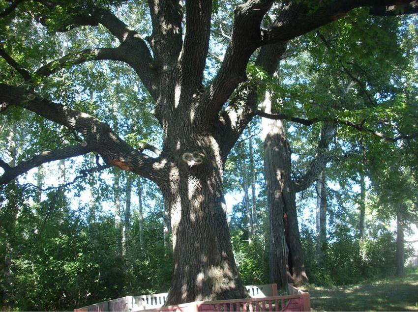 Красненский дуб продолжает бороться за звание «Российское дерево года».