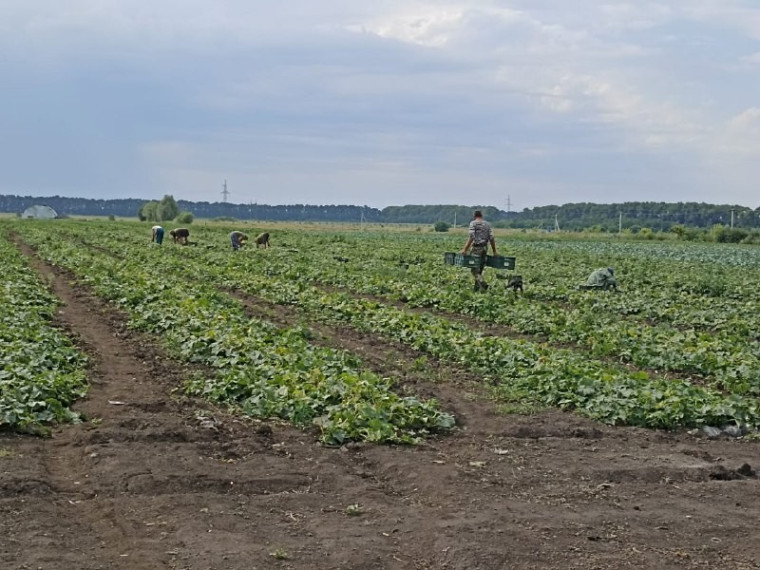 Овощеводы Белгородского района начали уборку урожая. Овощеводы Белгородского района начали уборку урожая.