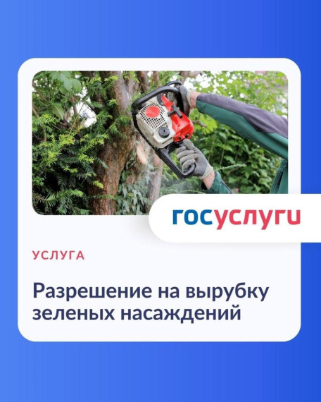 Жители Белгородского района через Госуслуги могут получить разрешение на право вырубки зелёных насаждений.
