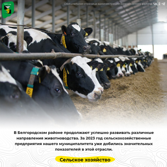 В Белгородском районе продолжают успешно развивать различные направления животноводства.