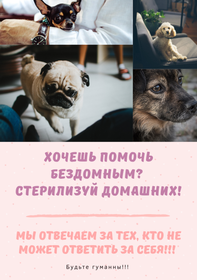 В государственных ветеринарных клиниках действует услуга по льготной стерилизации животных. В государственных ветеринарных клиниках действует услуга по льготной стерилизации животных.