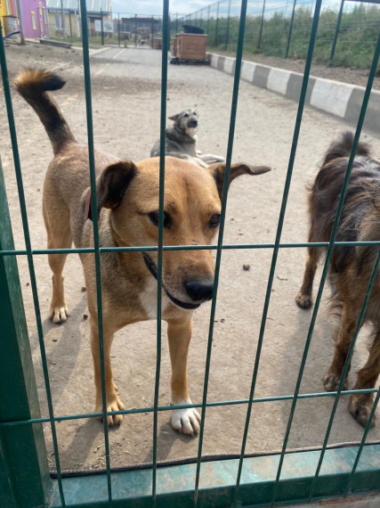 Организация и проведение благотворительных акций в помощь животным приюта «Добрый дом» поселка Новая Нелидовка Белгородского района.